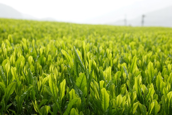 ティーバッグ３種詰め合わせセット