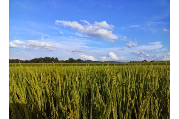 八重原米 遥陽（はるひ）特別栽培米5kg